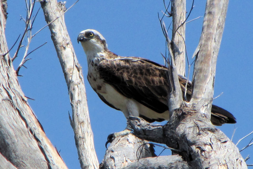 Eastern Osprey (Pandion cristatus)